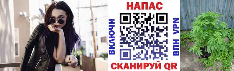 Марихуана гибрид  Сосенский 